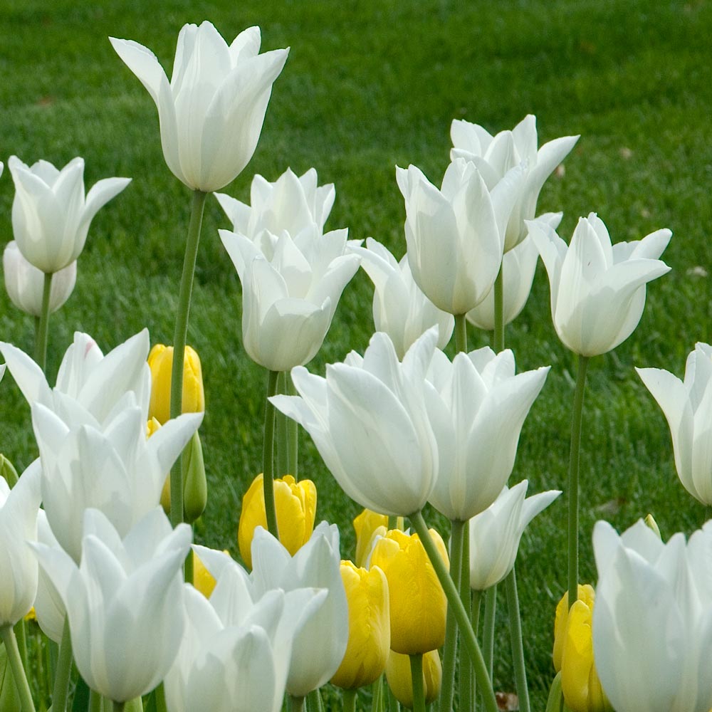 White Ribbons Tulip Duo