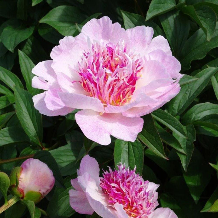 Peony 'Do Tell'