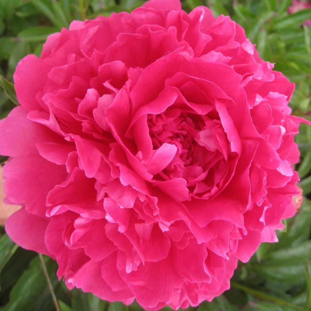 Peony 'Felix Supreme'