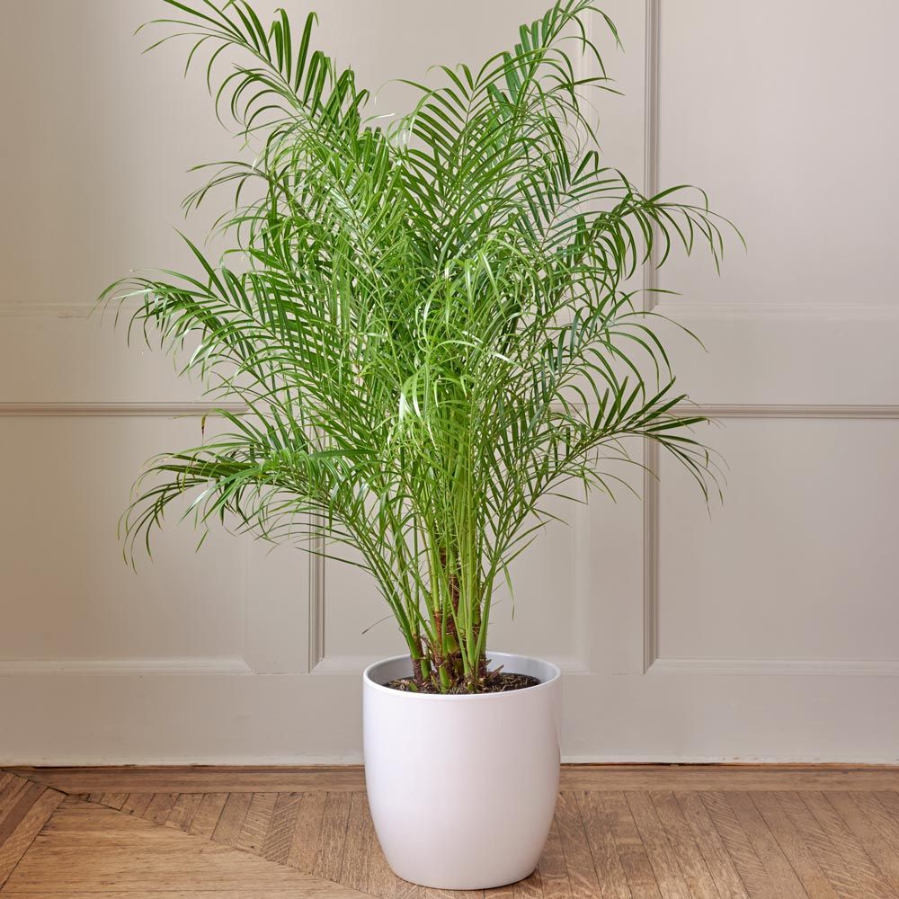 Pygmy Date Palm in ceramic cachepot