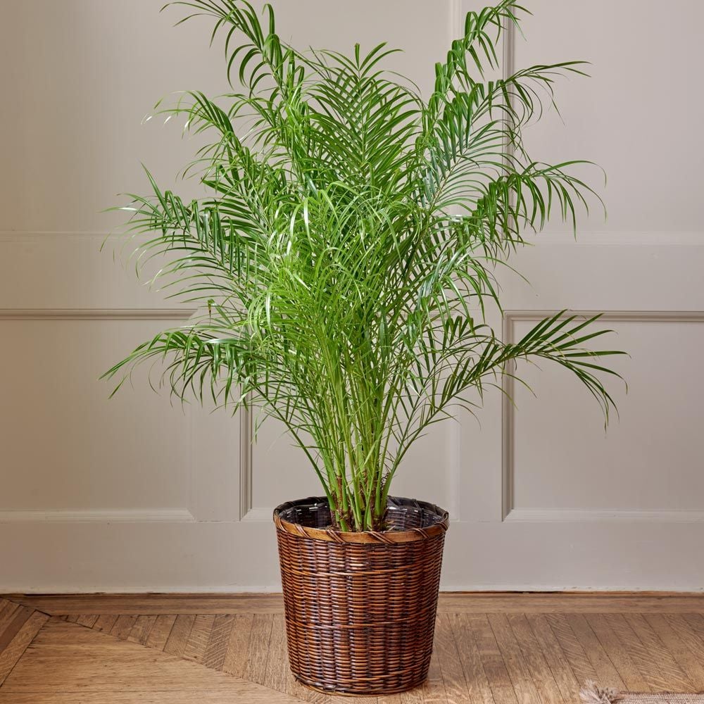 Pygmy Date Palm in brown woven basket