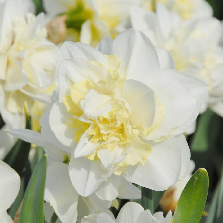 Narcissus 'Easter Born'