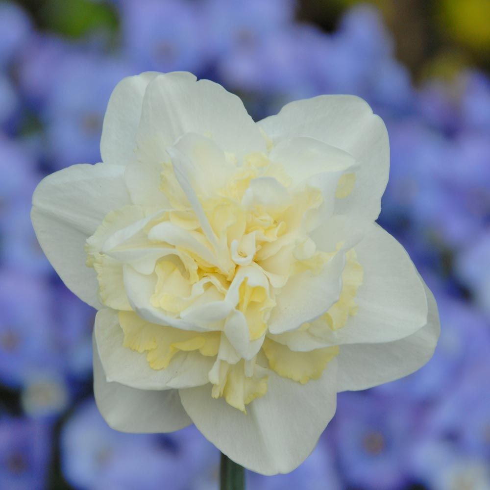 Narcissus 'Easter Born'