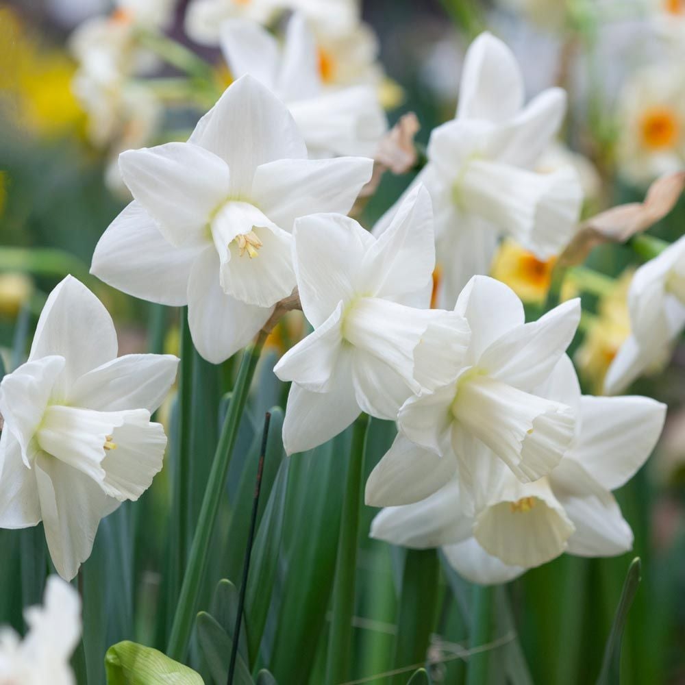 Large-Cupped Daffodil Naturalizing Mix