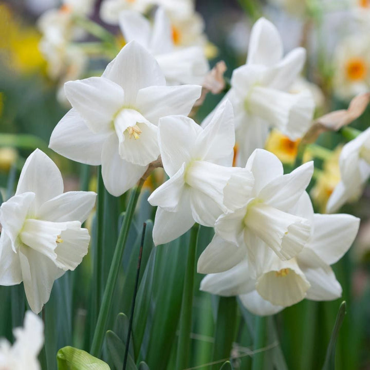 Large-Cupped Daffodil Naturalizing Mix