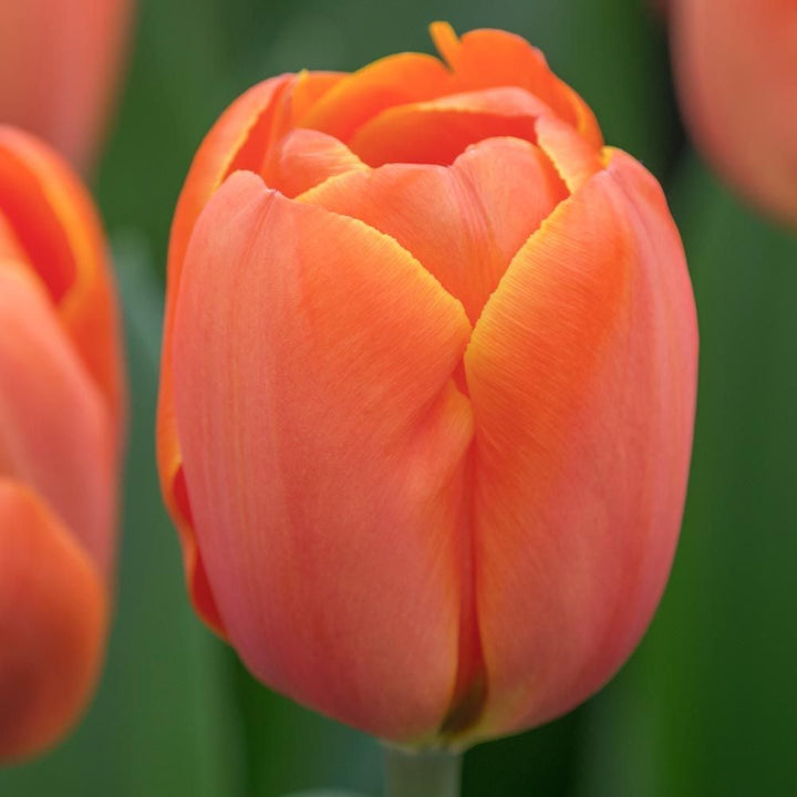 Tulip 'Triple A'