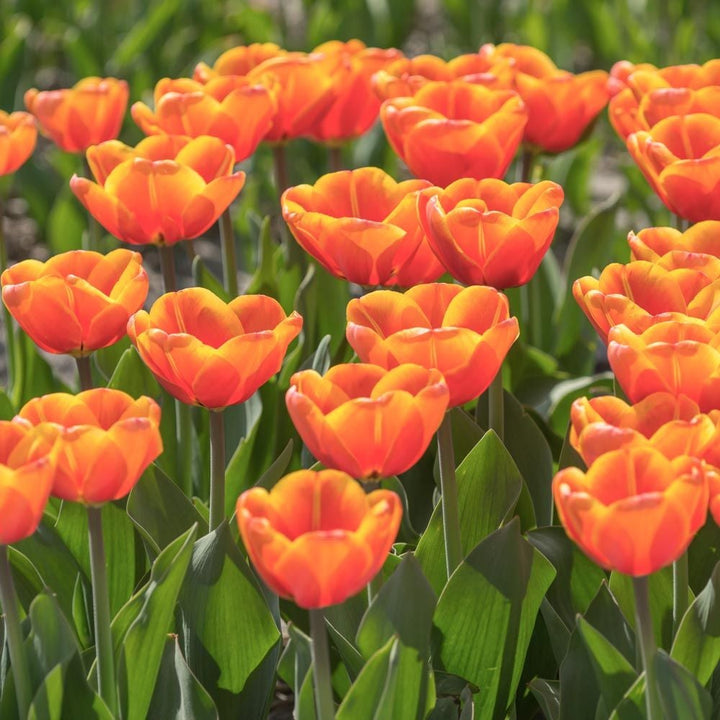Tulip 'Triple A'