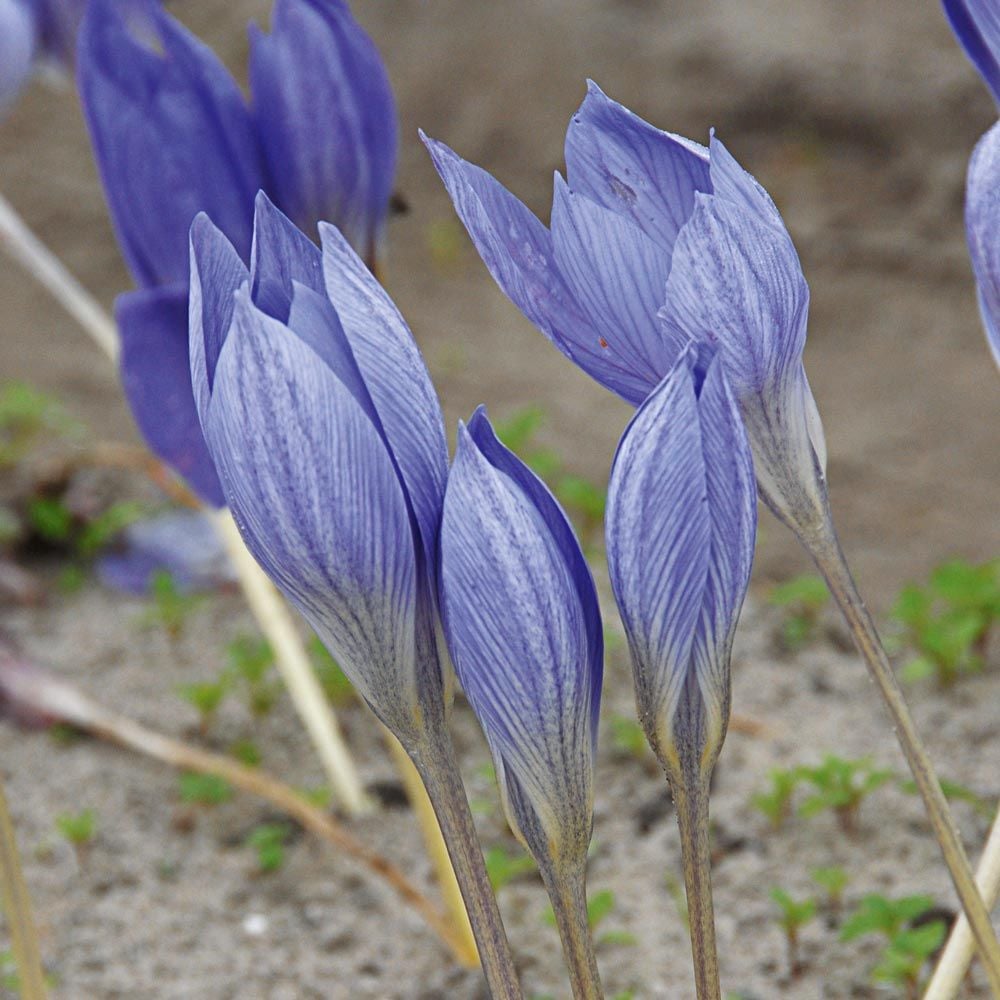 Fall-Blooming Crocus Mix