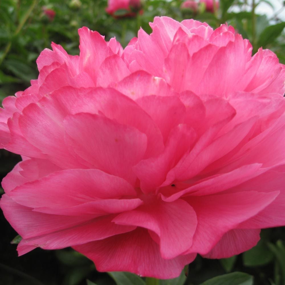 Peony 'Joker'
