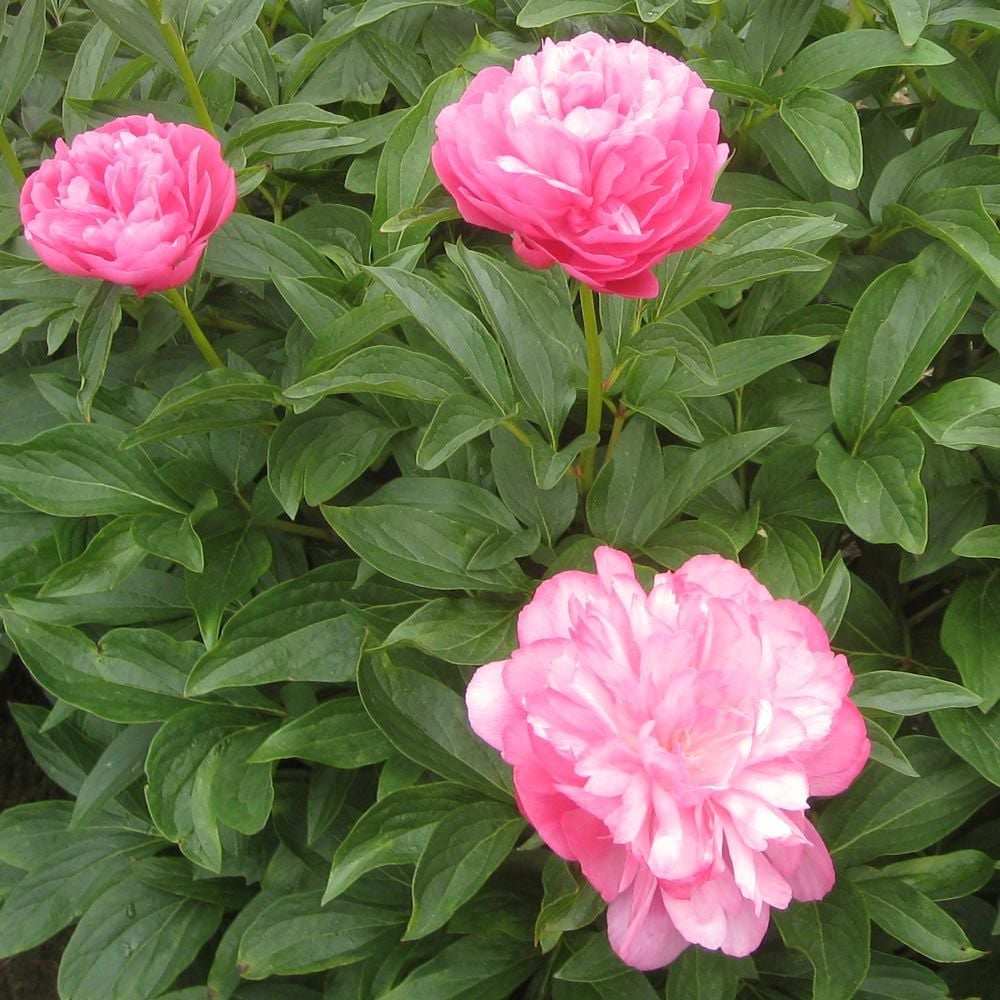 Peony 'Joker'