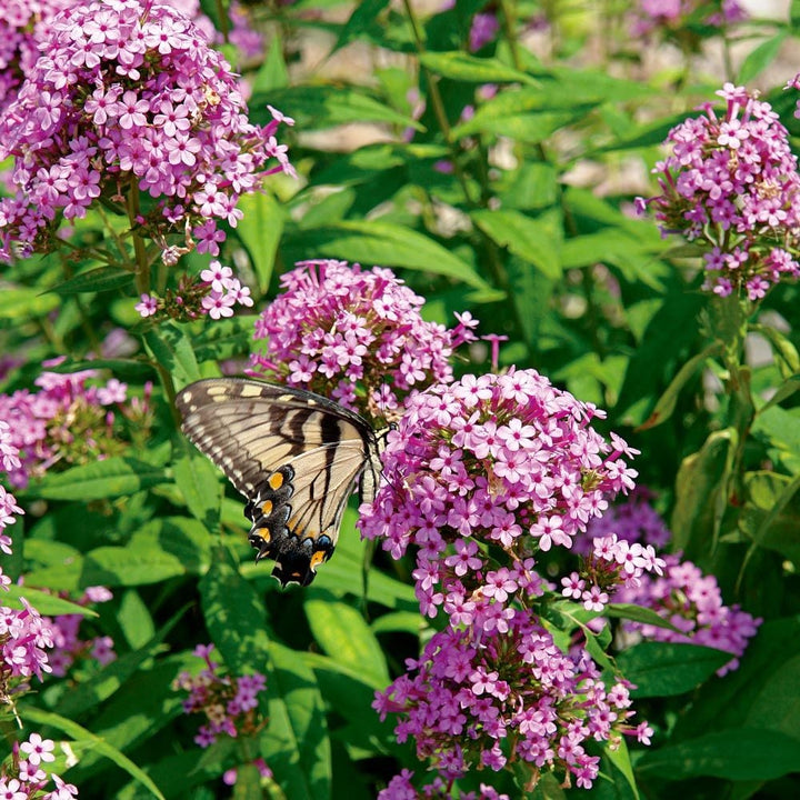 Phlox paniculata 'Jeana'