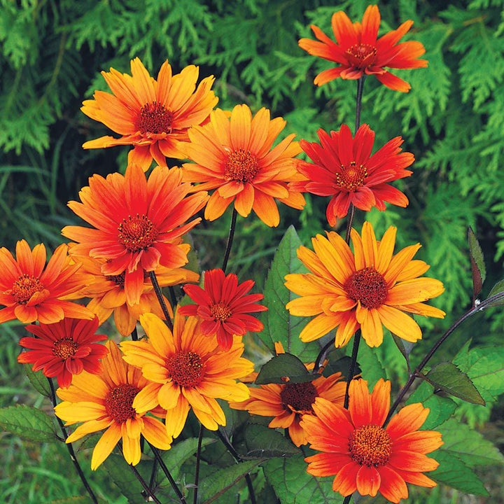 Heliopsis helianthoides var. scabra 'Bleeding Hearts'