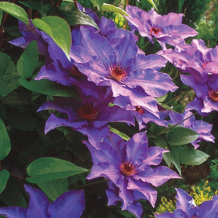 Clematis 'The President'