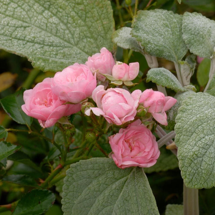 Rose 'The Fairy'