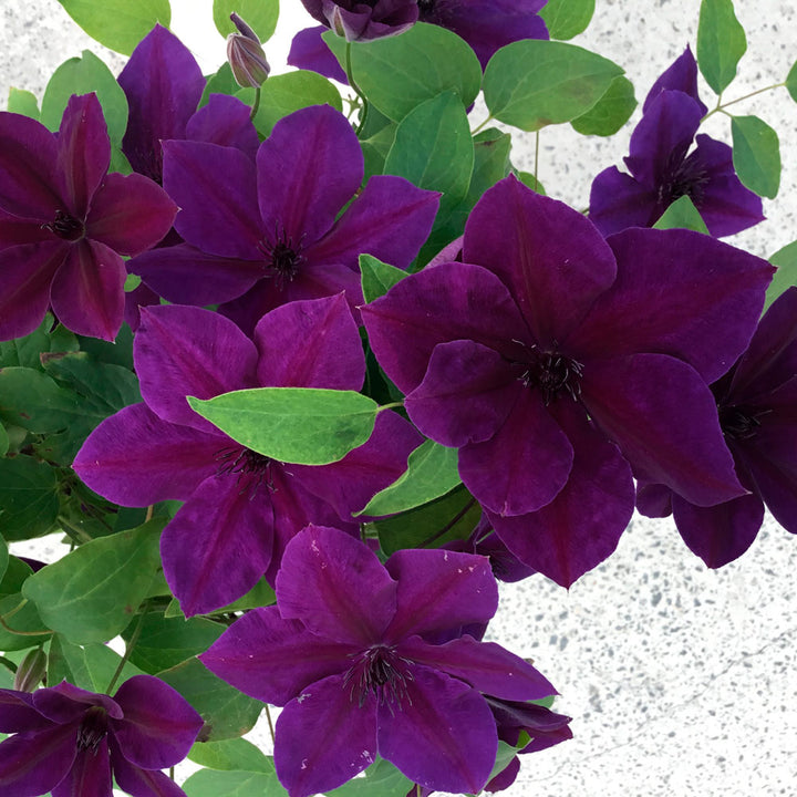Clematis Ravel™ Boulevard®