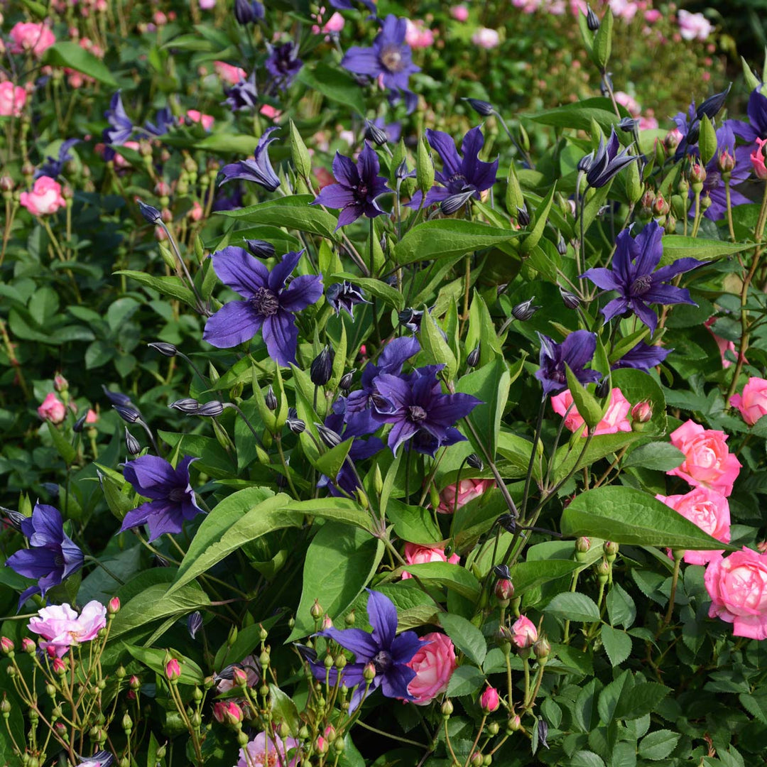 Clematis Sapphire Indigo™