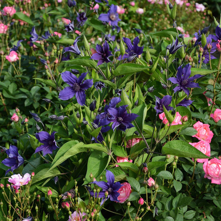 Clematis Sapphire Indigo™