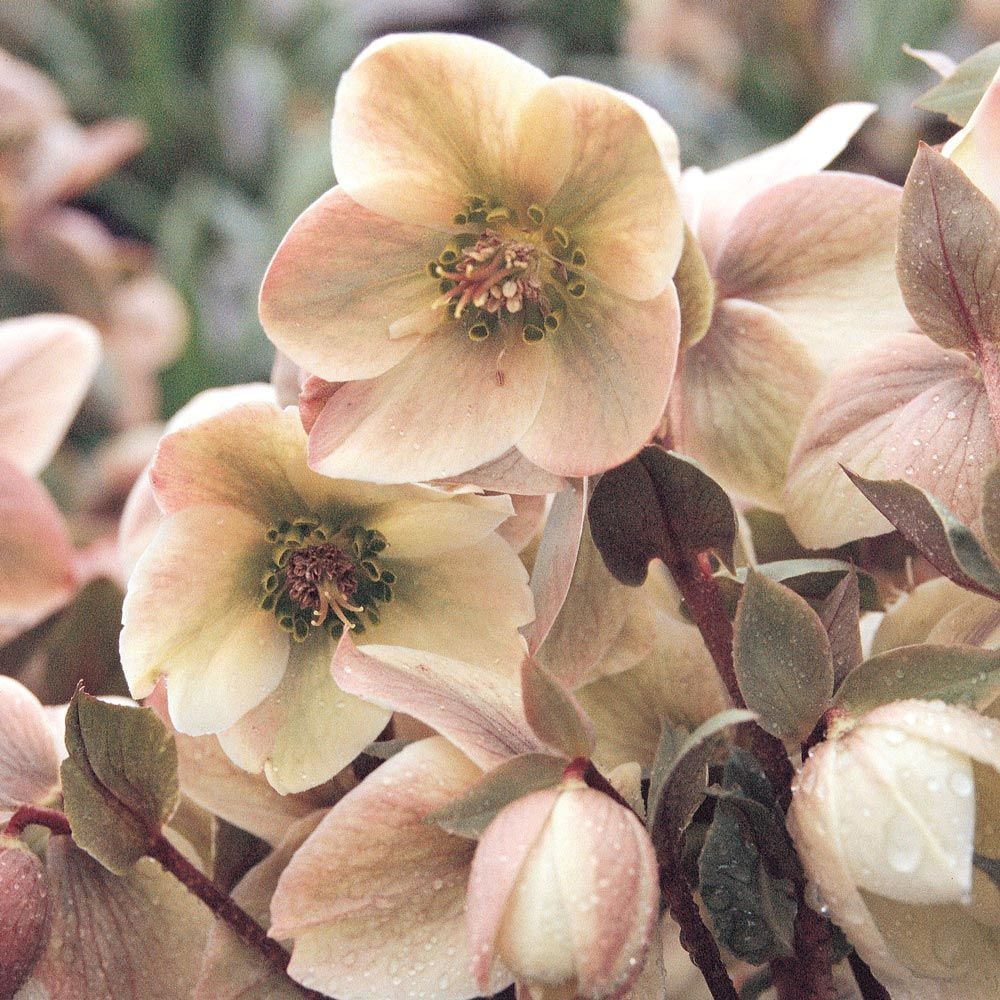 Helleborus Walberton's® Ivory Prince