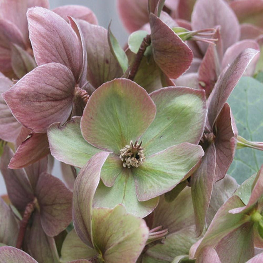 Helleborus Walberton's® Ivory Prince