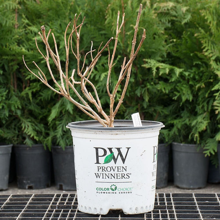 Hydrangea paniculata Bobo®