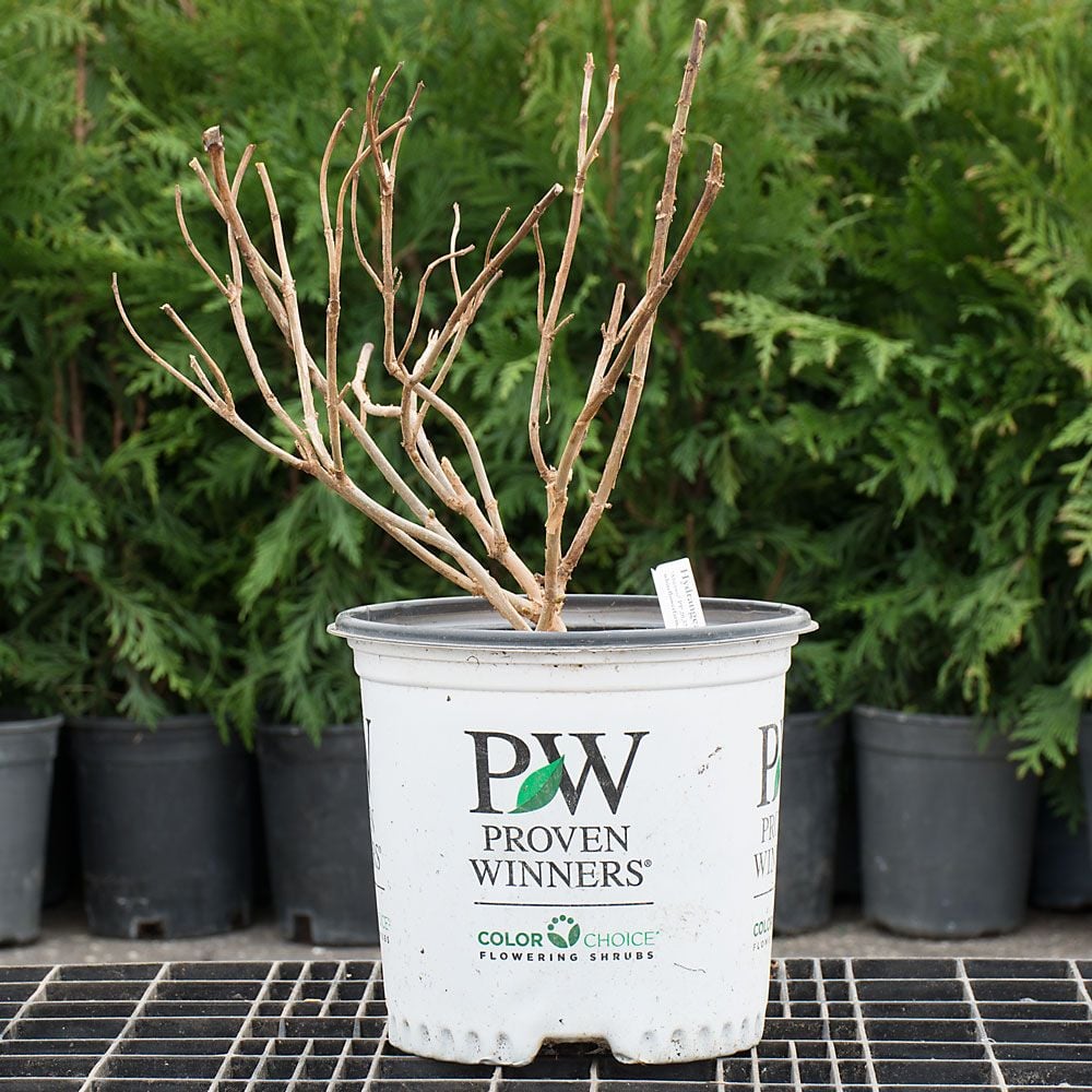 Hydrangea arborescens Incrediball®