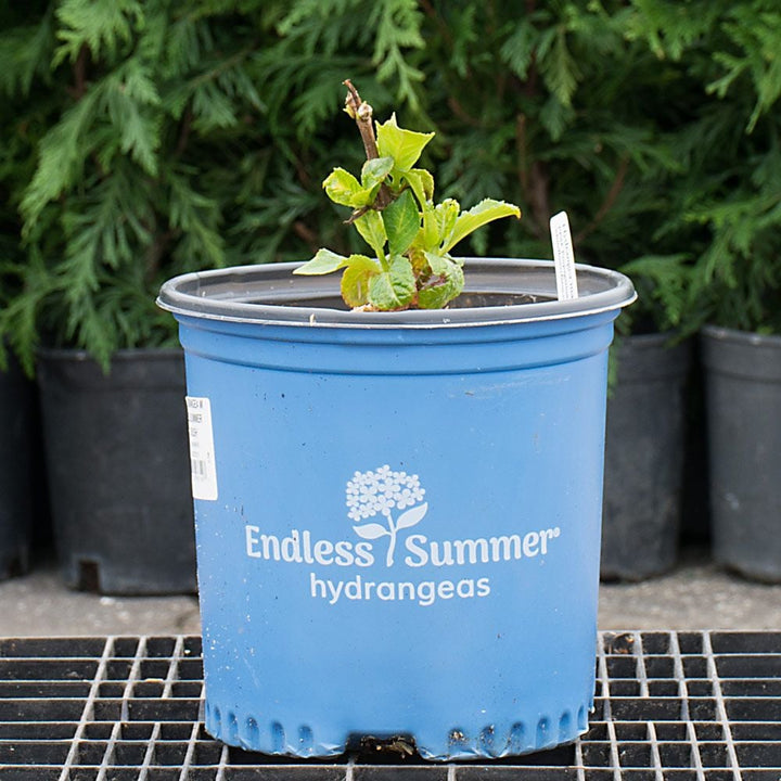 Hydrangea macrophylla Endless Summer®