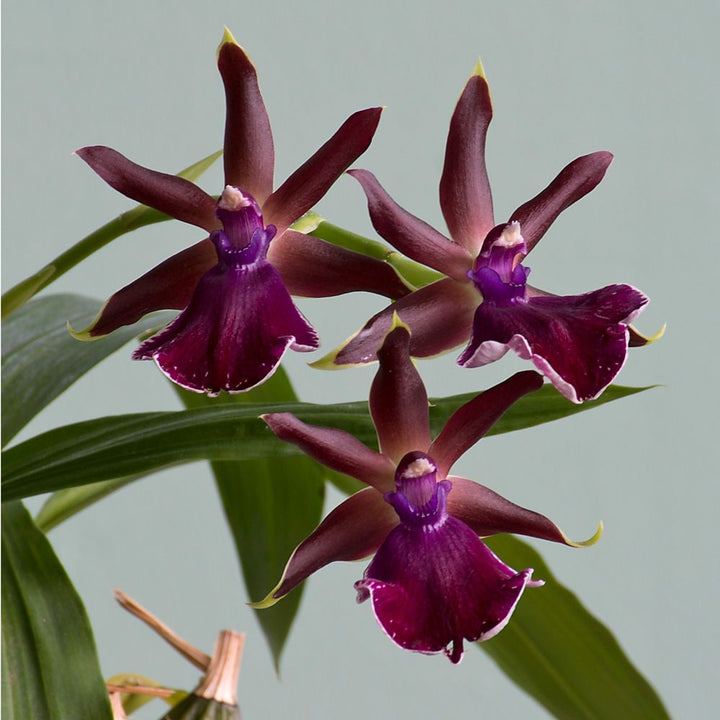 Zygopetalum Orchid 'Red Bird'