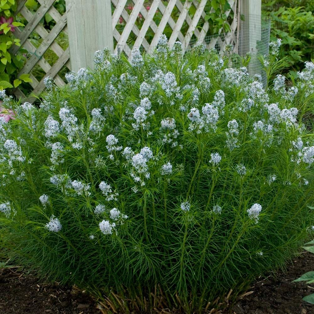 Amsonia hubrichtii