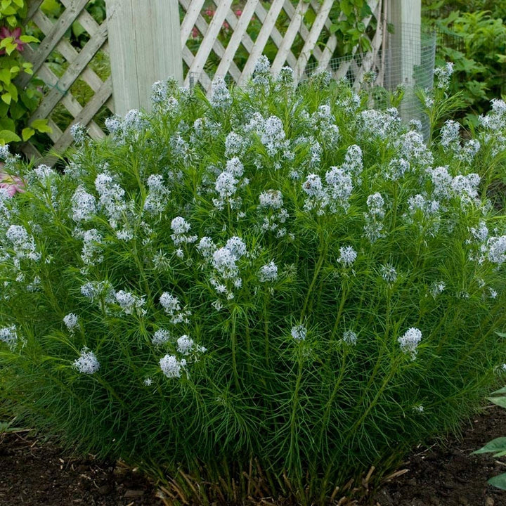 Amsonia hubrichtii
