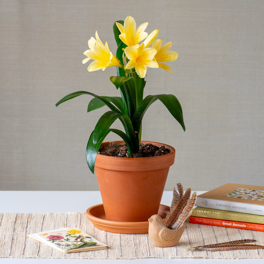 Clivia miniata Krugerrand Strain in terracotta pot with saucer