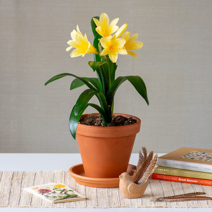 Clivia miniata Krugerrand Strain in terracotta pot with saucer