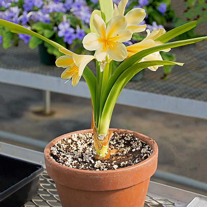 Clivia miniata Krugerrand Strain in terracotta pot with saucer