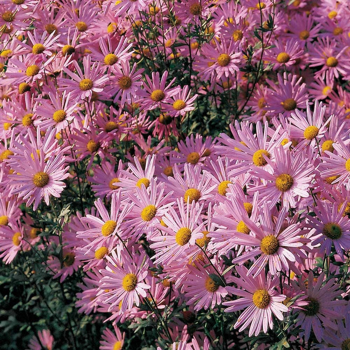 Chrysanthemum 'Clara Curtis'