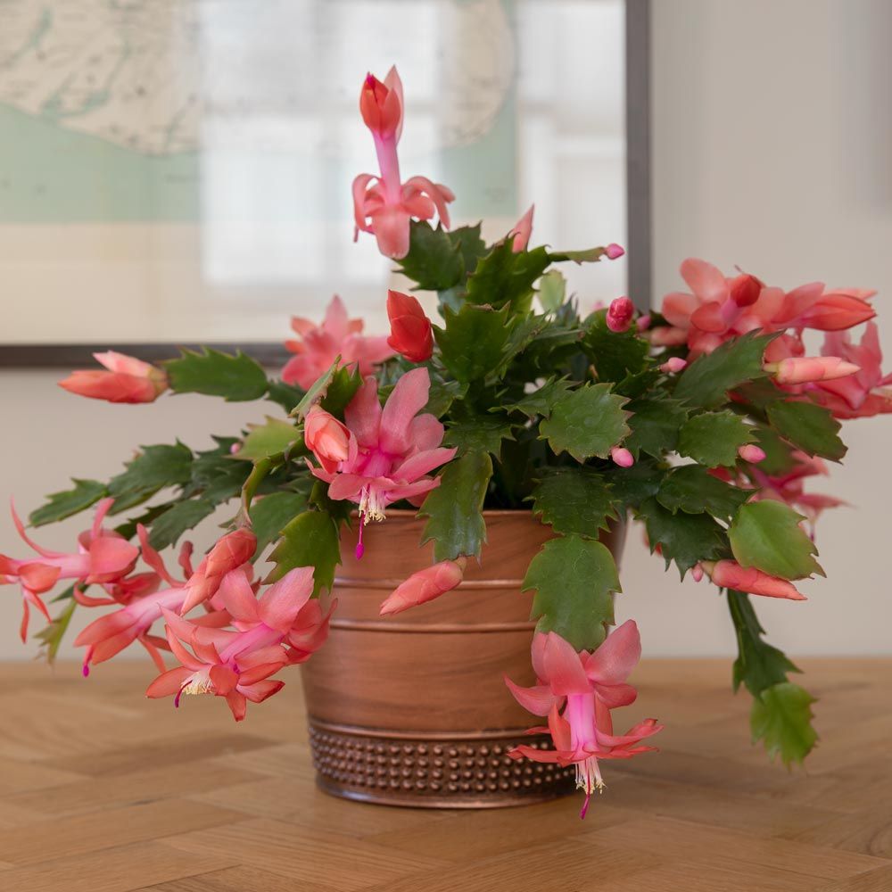 Orange Holiday Cactus in copper-toned cachepot