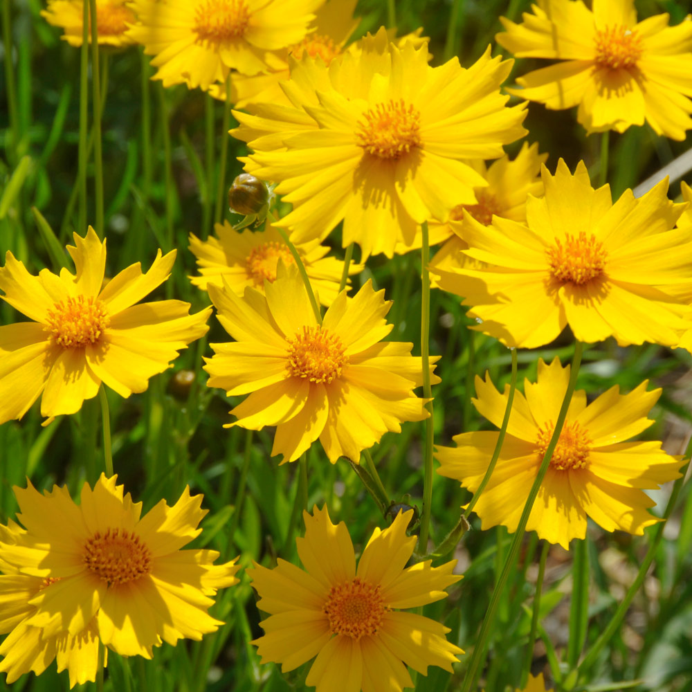Coreopsis lanceolata, tray of 50 plugs