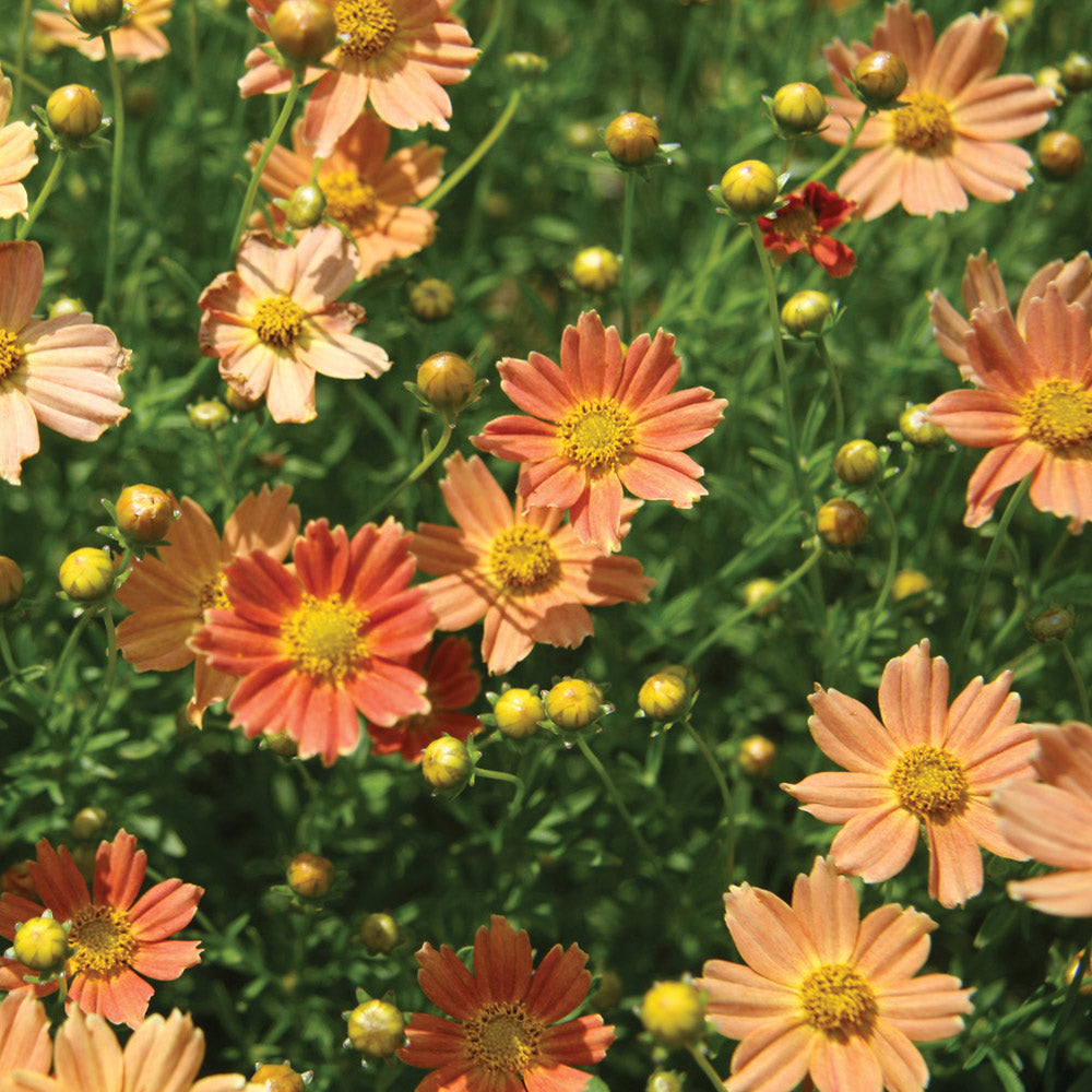 Coreopsis verticillata Crème Caramel™