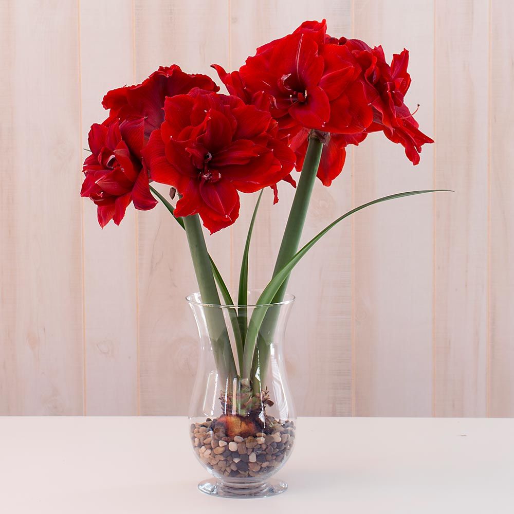 Amaryllis 'Red Toro,' one bulb with hurricane vase kit