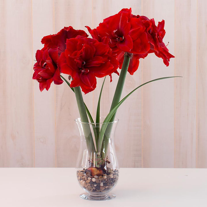 Amaryllis 'Red Toro,' one bulb with hurricane vase kit