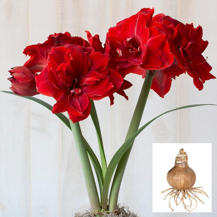 Amaryllis 'Red Toro,' one bulb in linen bag