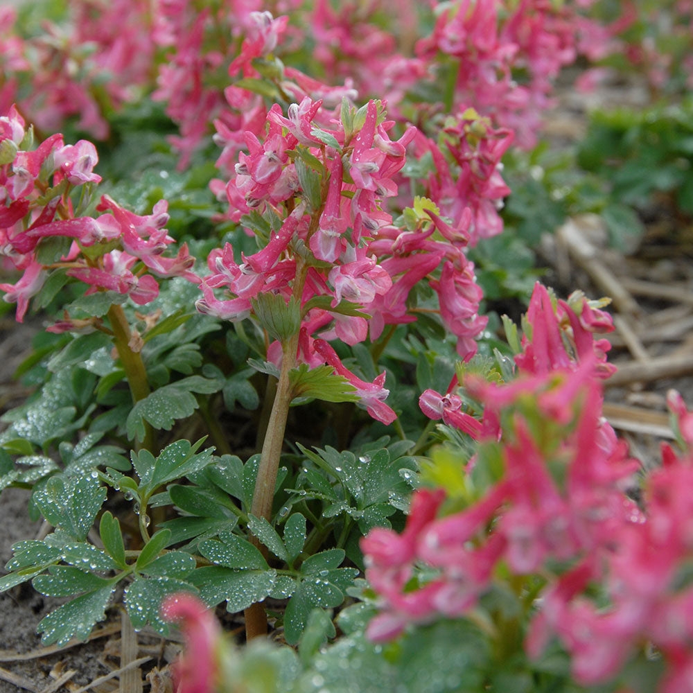 Corydalis solida 'Beth Evans'