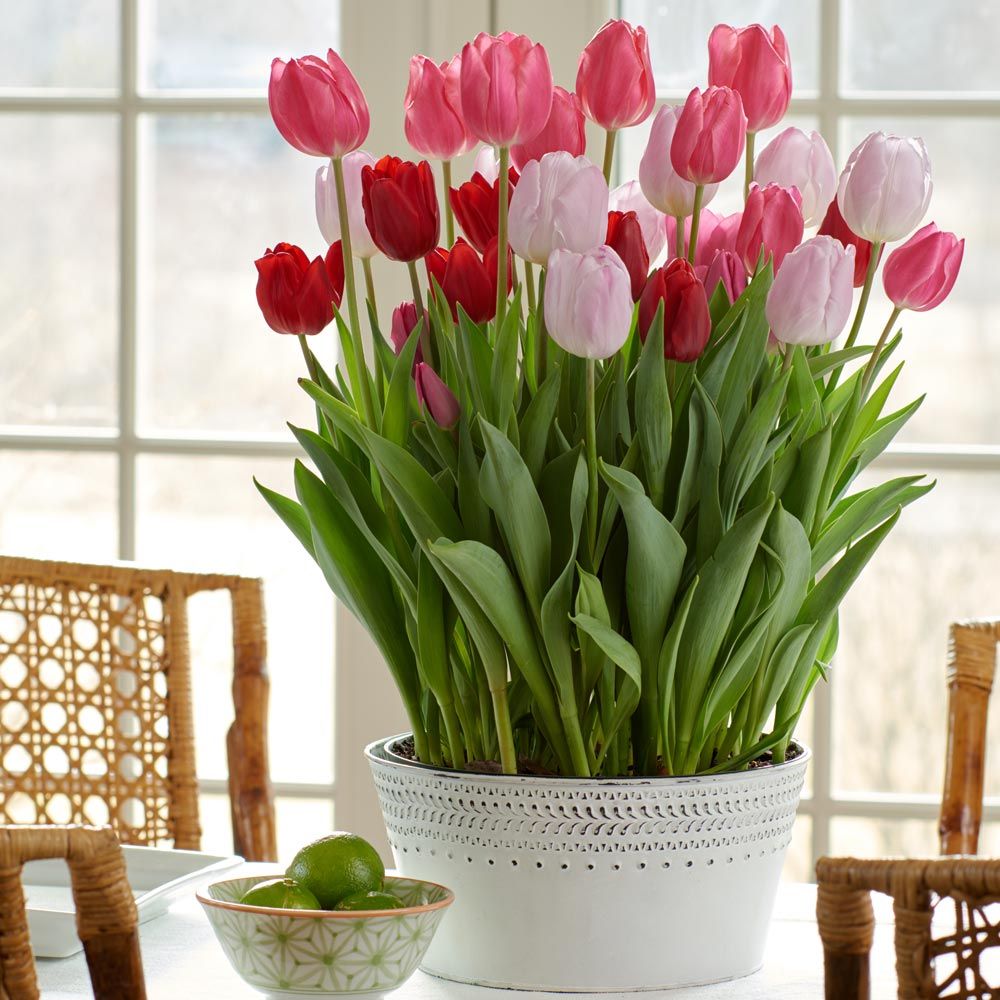 Rosy Outlook Bulb Garden in large metal cachepot