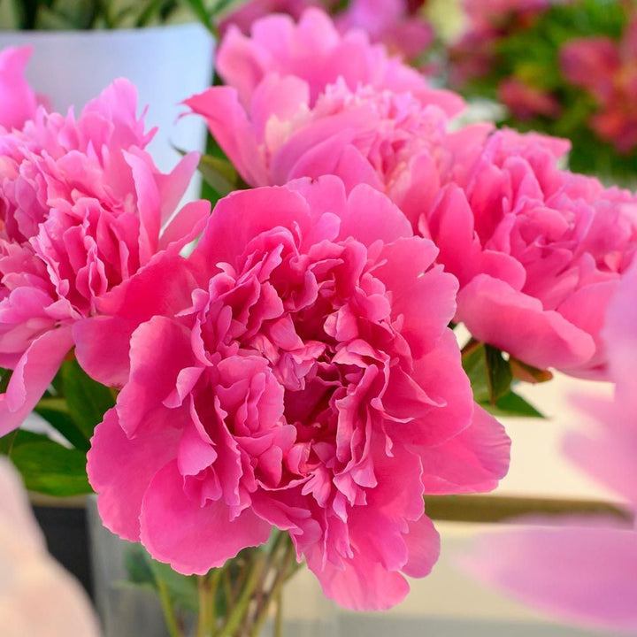 Peony 'Edulis Superba'