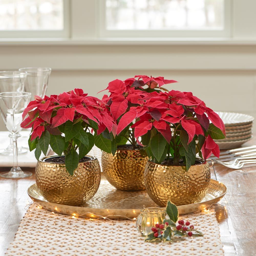 Trio of Red Poinsettias in golden cachepots