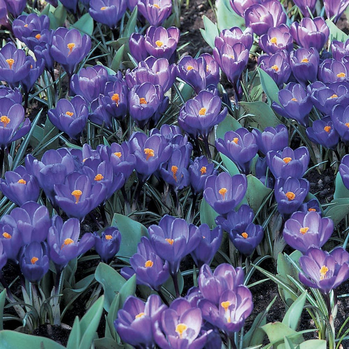 Route 63 Crocus Mix