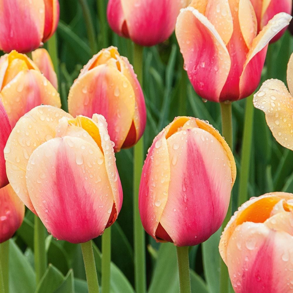 Next Generation Perennial Tulip Mix