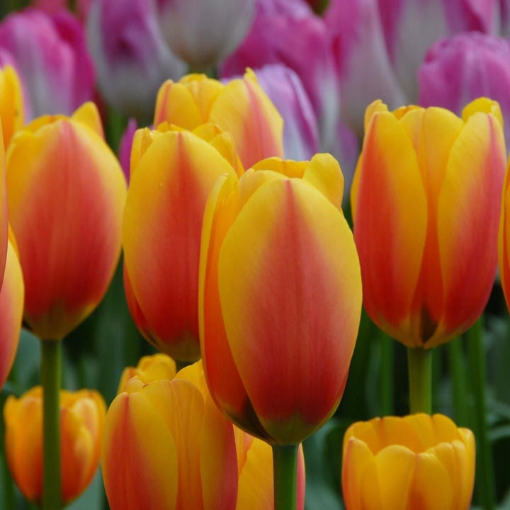 Next Generation Perennial Tulip Mix