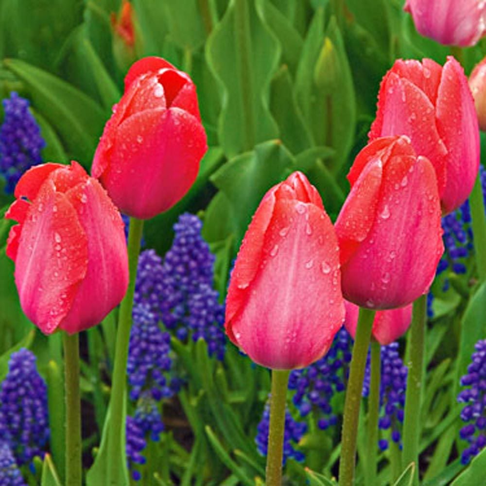 Next Generation Perennial Tulip Mix