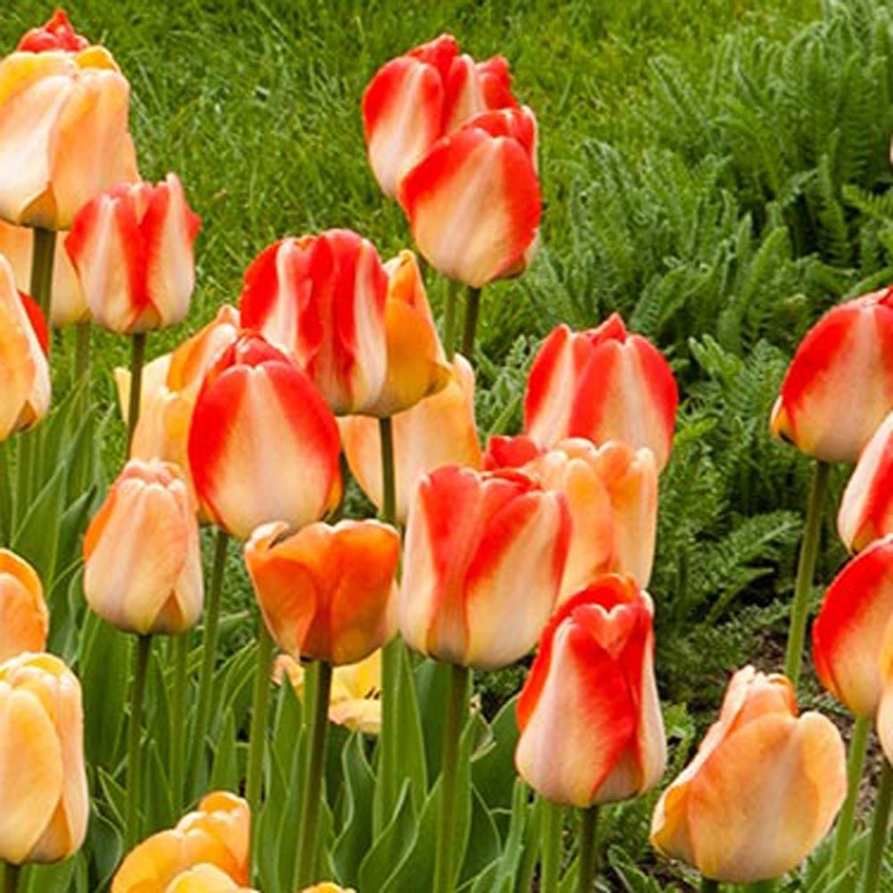 Next Generation Perennial Tulip Mix