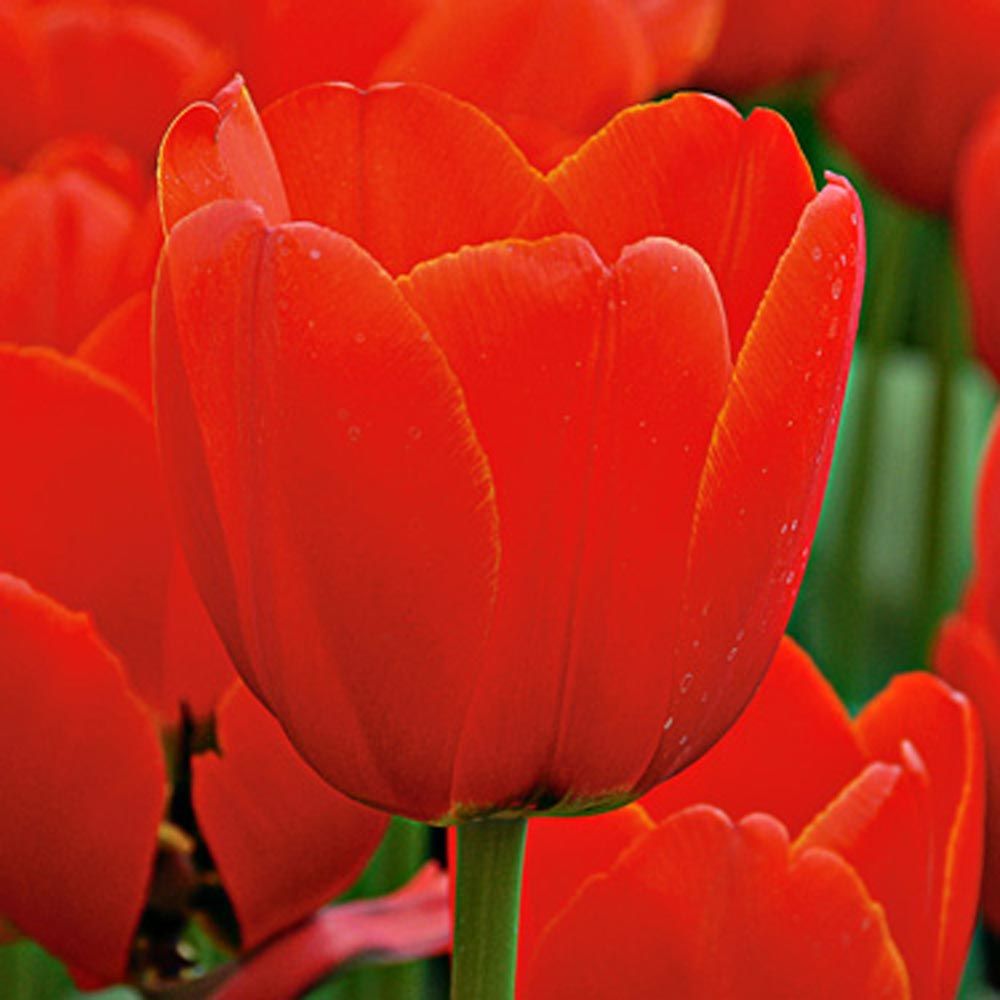 Next Generation Perennial Tulip Mix