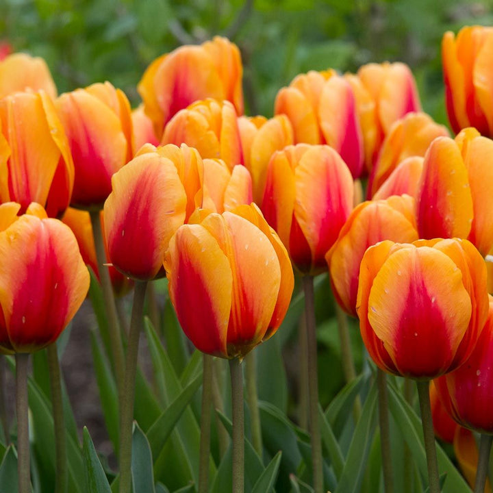 Next Generation Perennial Tulip Mix
